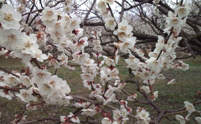春を告げる「梅の花」